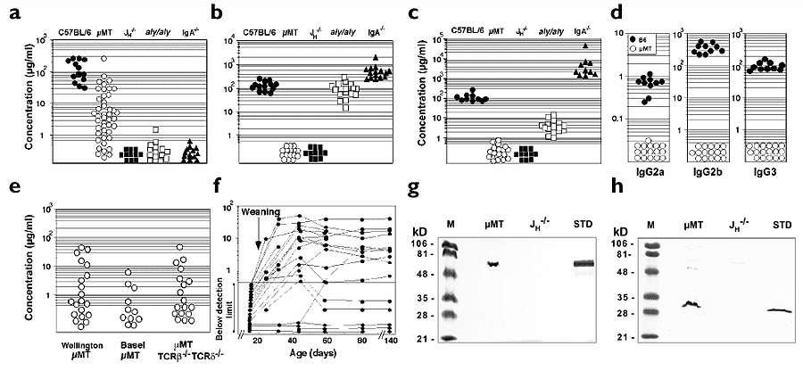 Iga Production Without μ Or δ Chain Expression In Developing - 