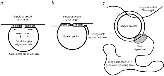 Mutation Detection And Single Molecule Counting Using Isothermal Rolling Circle Amplification Nature Genetics