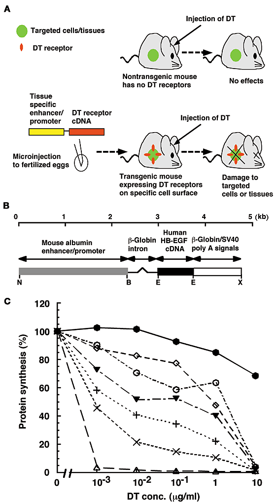 Diphtheria Toxin Receptormediated Conditional And Targeted - 