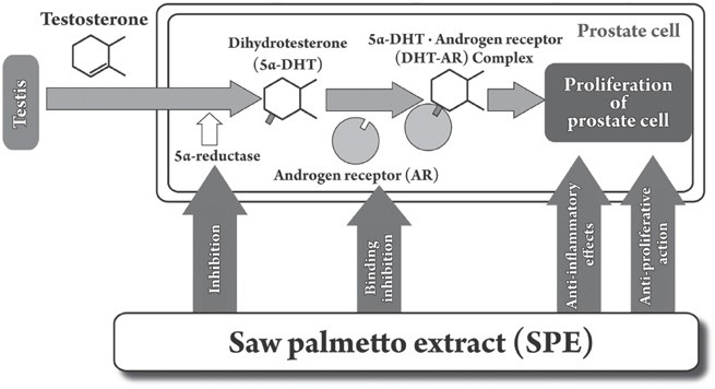 Saw palmetto extract For DHT
