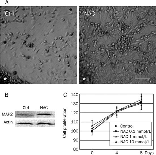 Neuron differentiation and neuritogenesis stimulated by N-acetylcysteine ( NAC) | Acta Pharmacologica Sinica