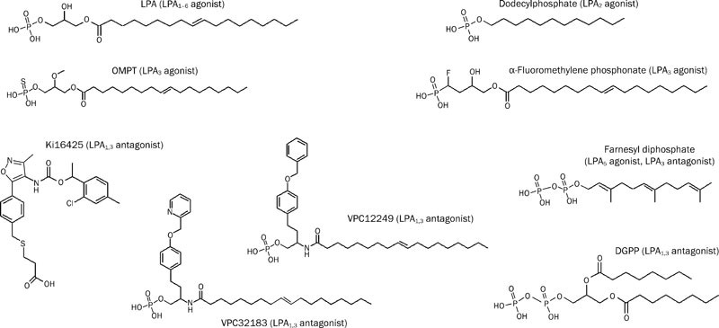 Pharmacological tools for lysophospholipid GPCRs: development of agonists  and antagonists for LPA and S1P receptors | Acta Pharmacologica Sinica