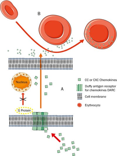 Erythrocyte Duffy antigen receptor for chemokines (DARC): diagnostic and  therapeutic implications in atherosclerotic cardiovascular disease | Acta  Pharmacologica Sinica
