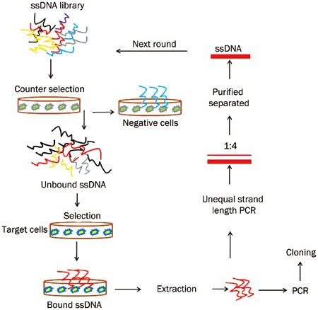 Identification of a novel peptide ligand for the cancer-specific receptor  mutation EGFRvIII using high-throughput sequencing of phage-selected  peptides