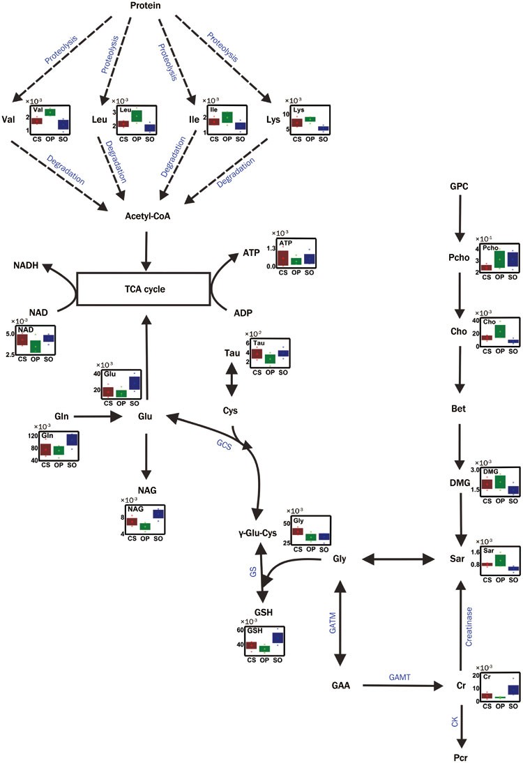 Cordyceps sinensis protects against liver and heart injuries in a rat model  of chronic kidney disease: a metabolomic analysis | Acta Pharmacologica  Sinica