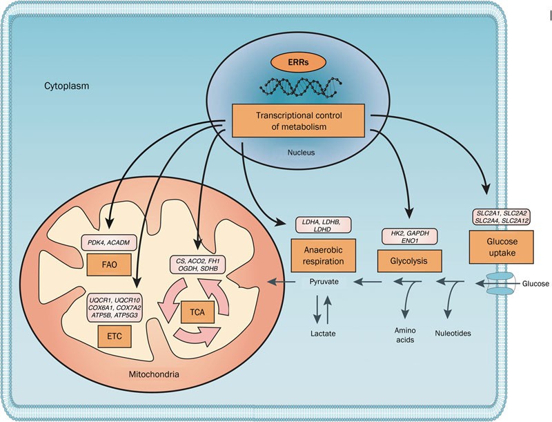Picture of Estrogen-related receptor alpha