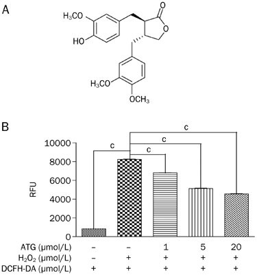 Arctigenin swimming of sedentary rats partially by regulation of antioxidant pathways Acta Pharmacologica Sinica