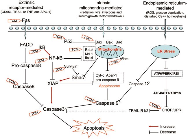 Traditional Chinese Medicine Targeting Apoptotic Mechanisms For Esophageal  Cancer Therapy | Acta Pharmacologica Sinica