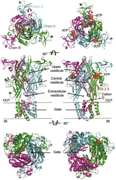Insights Into The Channel Gating Of P2x Receptors From Structures Dynamics And Small Molecules Acta Pharmacologica Sinica Insights Into The Channel Gating Of P2x Receptors From Structures Dynamics And Small Molecules Acta Pharmacologica Sinica