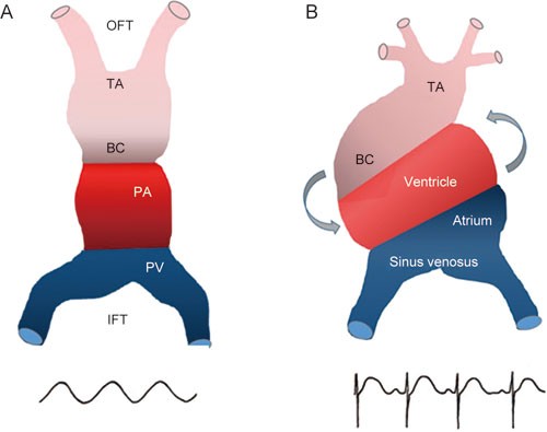 Mechanisms underlying the cardiac pacemaker: the role of SK4  calcium-activated potassium channels | Acta Pharmacologica Sinica