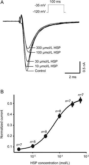 Differential Effects of R(-)-Mexiletine(-) mexiletine on Cloned Neuronal  and Cardiac Sodium Channel ? Subunits