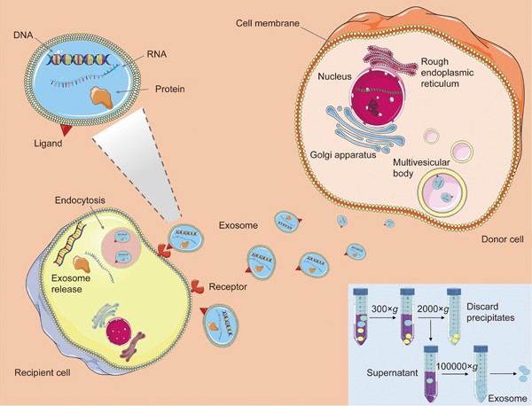 Image result for Exosomes