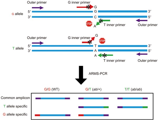 Pcr Procedure Flow Chart