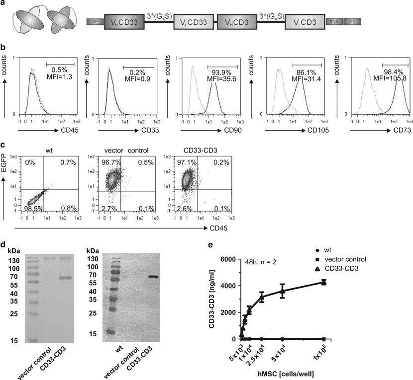 Bispecific Antibody Releasing Mesenchymal Stromal Cell Machinery For Retargeting T Cells Towards Acute Myeloid Leukemia Blasts Blood Cancer Journal