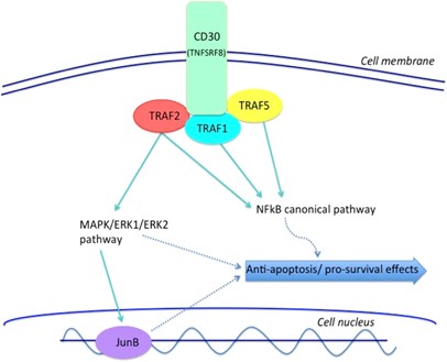 Understanding CD30 biology and therapeutic targeting: a historical  perspective providing insight into future directions | Blood Cancer Journal