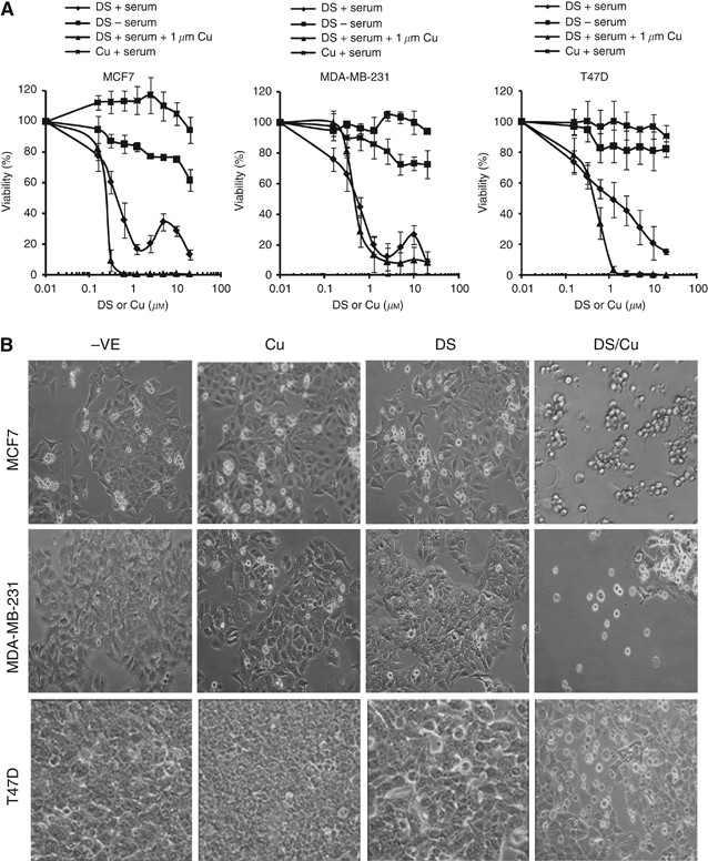 Disulfiram modulated ROS–MAPK and NFκB pathways and targeted breast cancer  cells with cancer stem cell-like properties | British Journal of Cancer