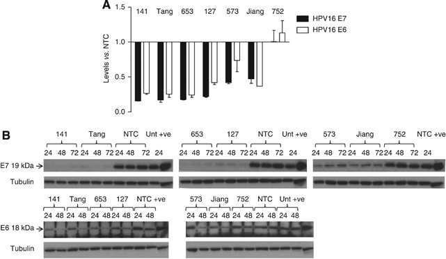 Lack Of Correlation Between Predicted And Actual Off Target Effects Of Short Interfering Rnas Targeting The Human Papillomavirus Type 16 E7 Oncogene British Journal Of Cancer