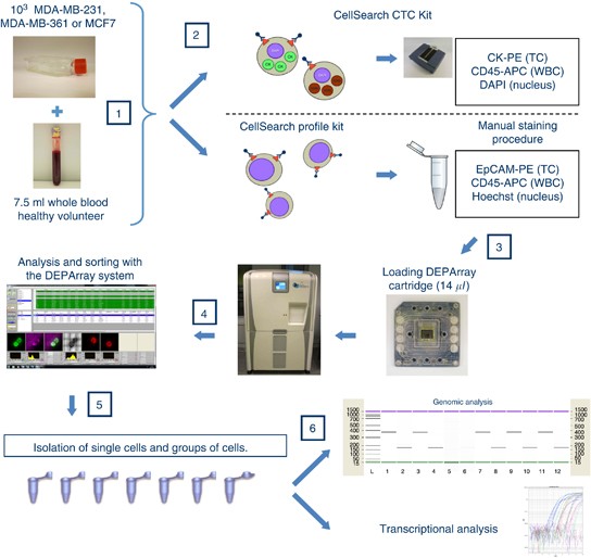 Semiautomated isolation and molecular characterisation of single or highly  purified tumour cells from CellSearch enriched blood samples using  dielectrophoretic cell sorting | British Journal of Cancer