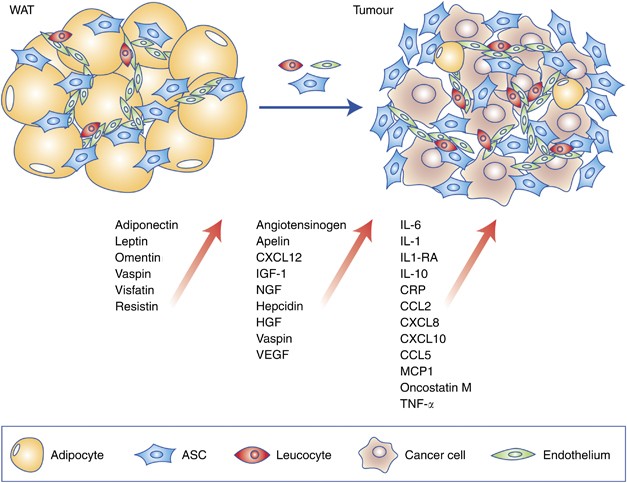 Figure 1 from When fat becomes an ally of the enemy: adipose tissue as  collaborator in human breast cancer