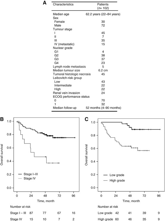 More Feudal Personal Tumoral CD105 is a novel independent prognostic marker for prognosis in  clear-cell renal cell carcinoma | British Journal of Cancer
