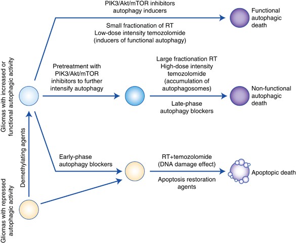 Therapeutic Interactions Of Autophagy With Radiation And - 