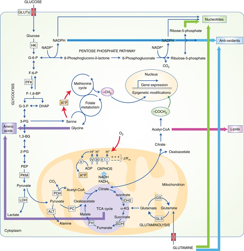 Tumour microenvironment factors shaping the cancer metabolism landscape |  British Journal of Cancer