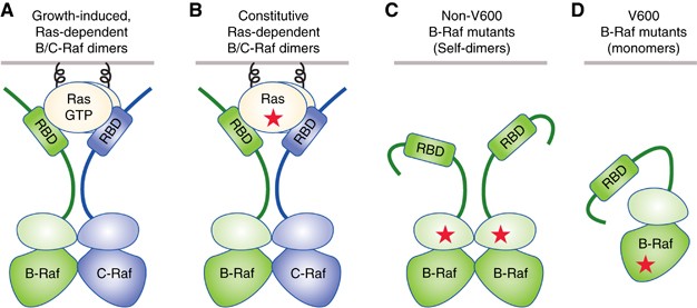 Targeting the Raf kinases in human cancer: the Raf dimer dilemma | British Journal of Cancer targeting-the-raf-kinases-in-human-cancer-the-raf-dimer-dilemma-british-journal-of-cancer