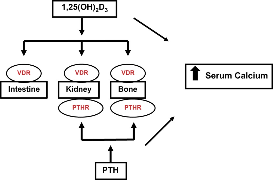 Vitamin D Calcium Homeostasis And Aging Bone Research