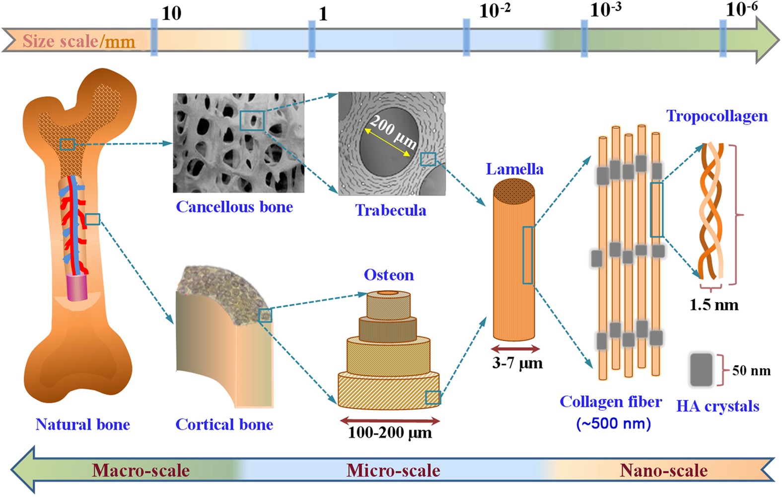 Progress in Hydroxyapatite–Starch Based Sustainable Biomaterials