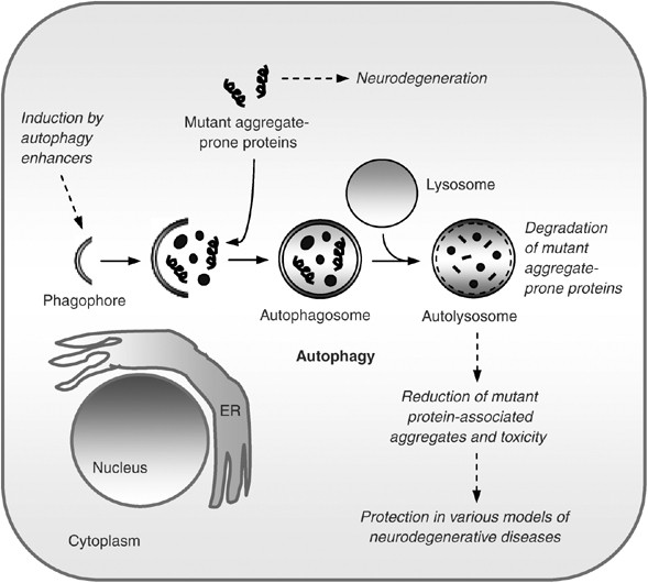 mtor autophagy glutathione Rapamycin and mTOR-independent inducers ameliorate toxicity of polyglutamine-expanded huntingtin and related proteinopathies mTORC2: The other mTOR in