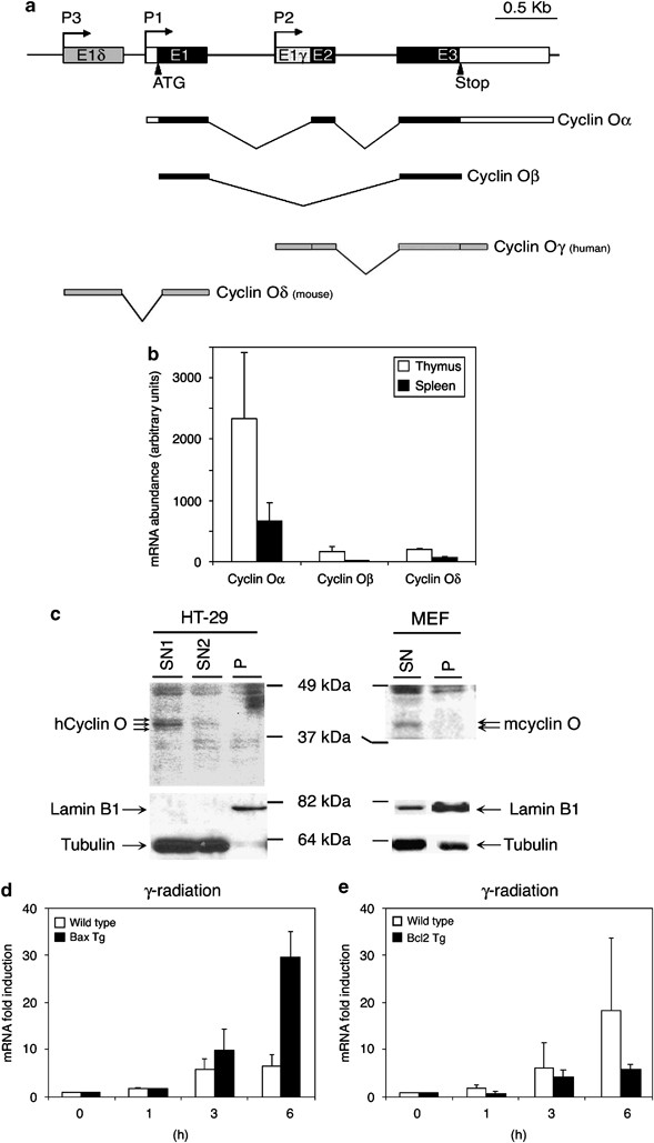 Anti-Oct-4 Antibody, clone 10H11.2 clone 10H11.2, Chemicon®, from