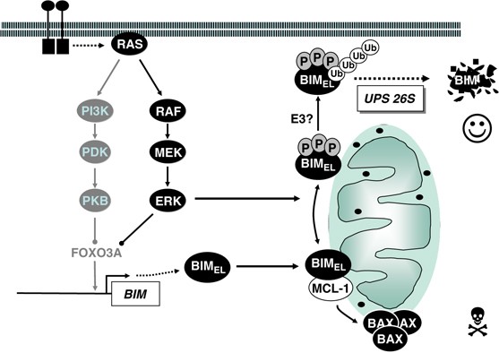 Tumour cell survival signalling by the ERK1/2 pathway | Cell Death 