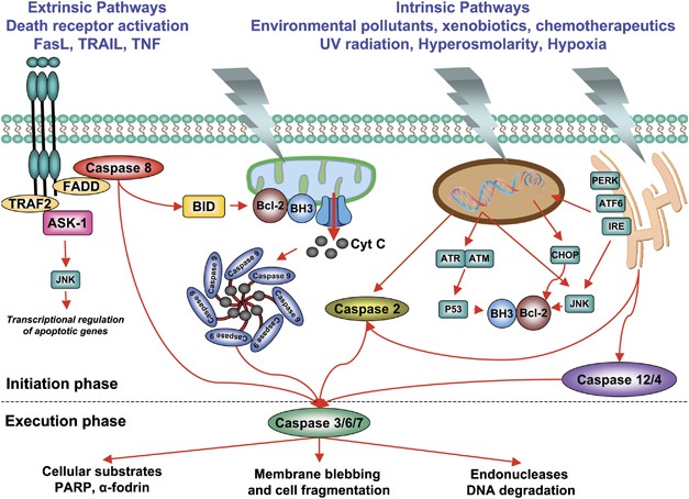 Apoptosis and glutathione: beyond an antioxidant | Cell Death &  Differentiation