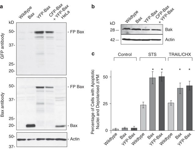 Single-cell quantification of Bax activation and mathematical modelling suggest pore formation on minimal mitochondrial Bax accumulation | Cell Death & Differentiation Single-cell quantification of Bax activation and mathematical modelling suggest pore formation on minimal mitochondrial Bax accumulation | Cell Death & Differentiation