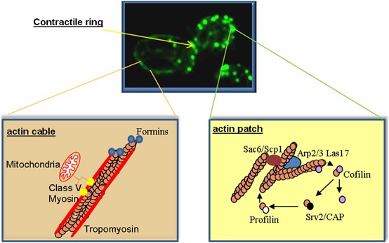 Apoptosis And The Yeast Actin Cytoskeleton Cell Death Differentiation