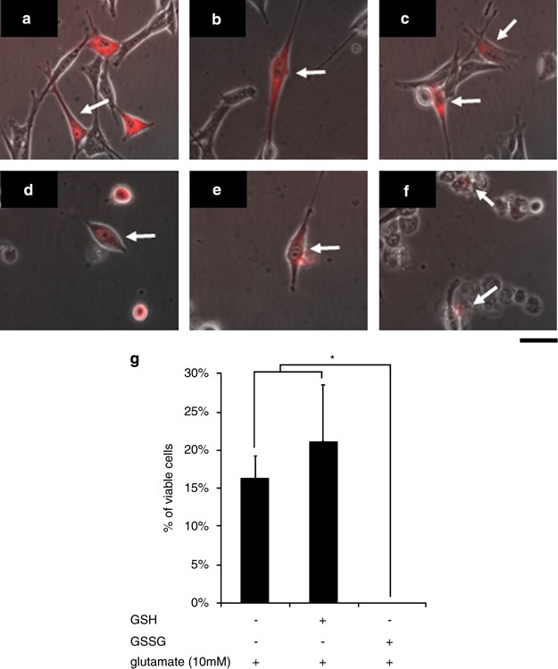 glutathione death Glutathione disulfide induces neural cell death via a 12-lipoxygenase pathway