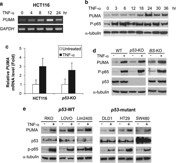 PUMA is directly activated by NF-κB and contributes to TNF-α-induced  apoptosis | Cell Death & Differentiation