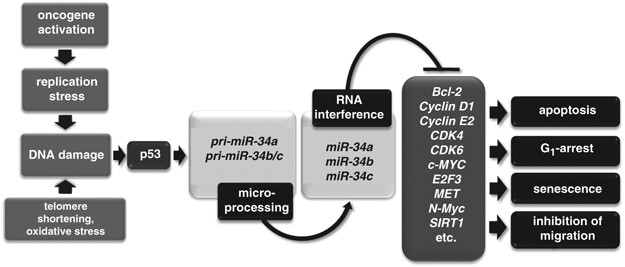 Structure of the miR-34a and miR-34b/c genes. The hatched oval
