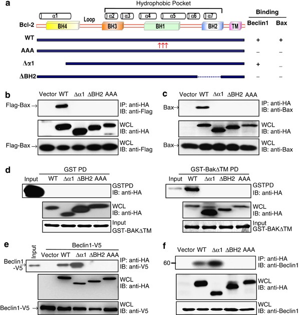 A. In cancer cells, excessive production of BCL-2 sequesters and