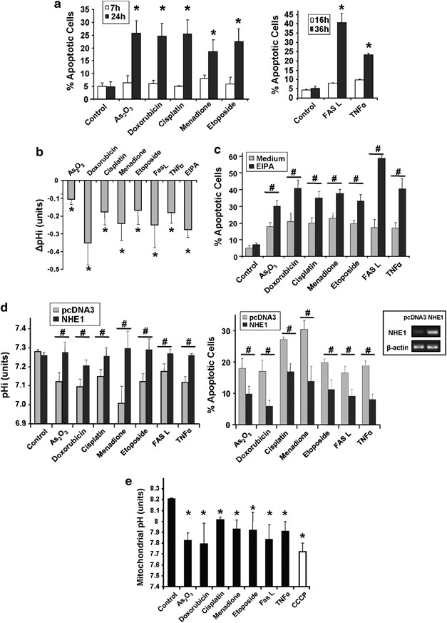Specific Disintegration Of Complex Ii Succinate Ubiquinone Oxidoreductase Links Ph Changes To Oxidative Stress For Apoptosis Induction Cell Death Differentiation