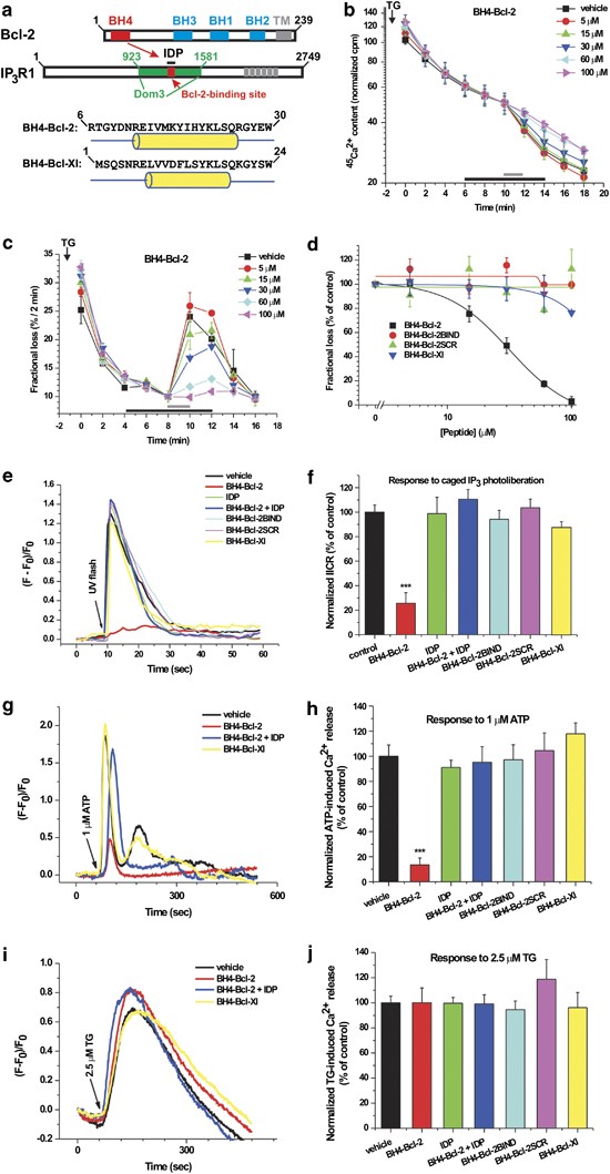 Selective Regulation Of Ip3 Receptor Mediated Ca2 Signaling And Apoptosis By The Bh4 Domain Of l 2 Versus l Xl Cell Death Differentiation