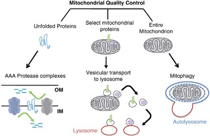 The pathways of mitophagy for quality control and clearance of mitochondria  | Cell Death & Differentiation