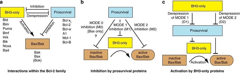 Building blocks of the apoptotic pore: how Bax and Bak are activated and  oligomerize during apoptosis | Cell Death & Differentiation