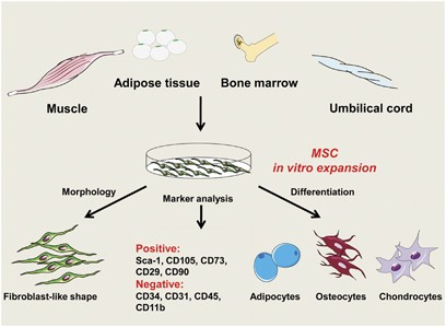 Mesenchymal stem cells: immunobiology and role in immunomodulation and  tissue regeneration - Cytotherapy