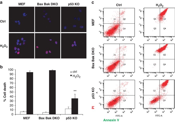 p53 regulates a non-apoptotic death induced by ROS | Cell Death &  Differentiation