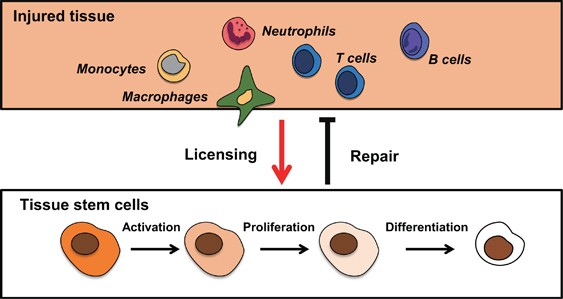 Rethinking regeneration: empowerment of stem cells by inflammation