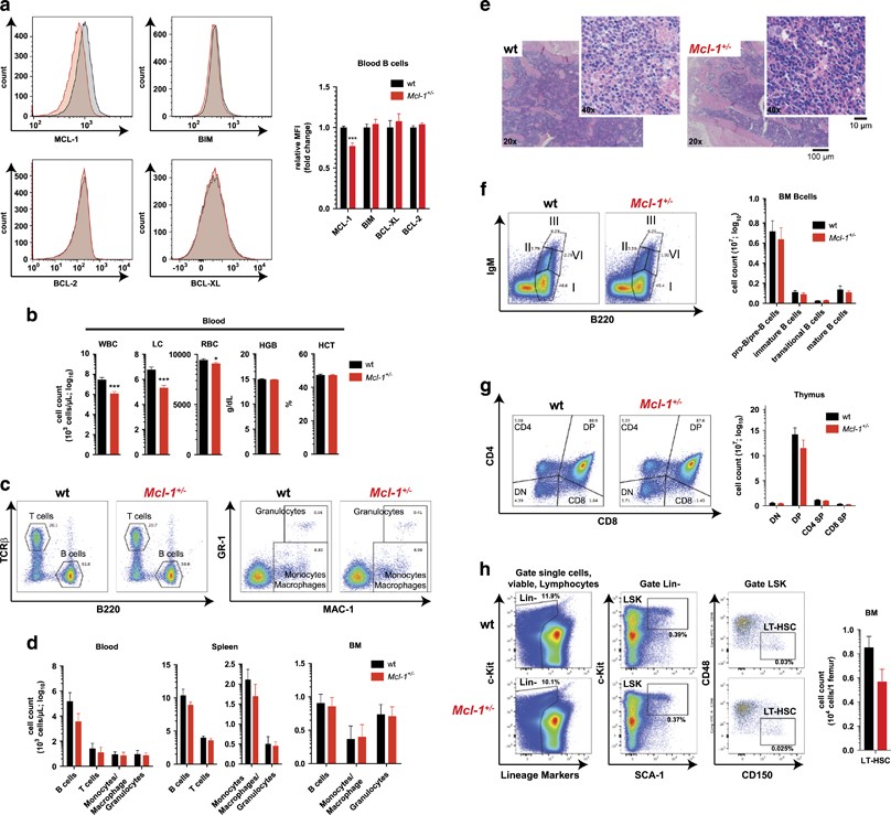 The combination of reduced MCL-1 and standard chemotherapeutics is  tolerable in mice | Cell Death & Differentiation