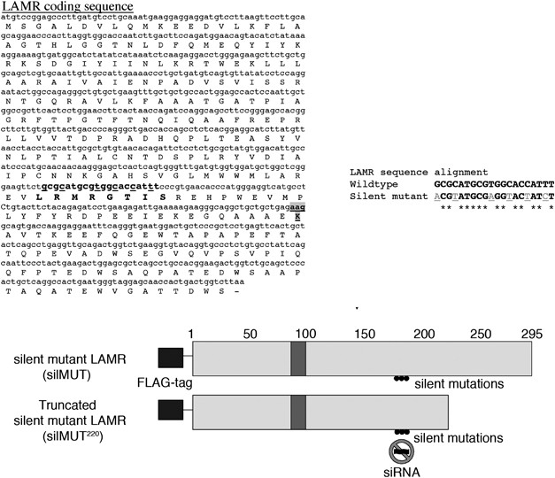 Extraribosomal functions associated with the C terminus of the 37/67 kDa laminin receptor are required for maintaining cell viability | Cell Death & Disease extraribosomal-functions-associated-with-the-c-terminus-of-the-37-67-kda-laminin-receptor-are-required-for-maintaining-cell-viability-cell-death-disease