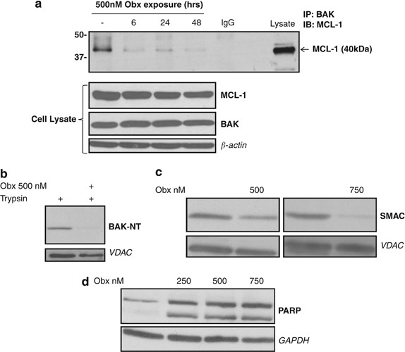 Obatoclax induces Atg7-dependent autophagy independent of beclin-1 and  BAX/BAK | Cell Death & Disease