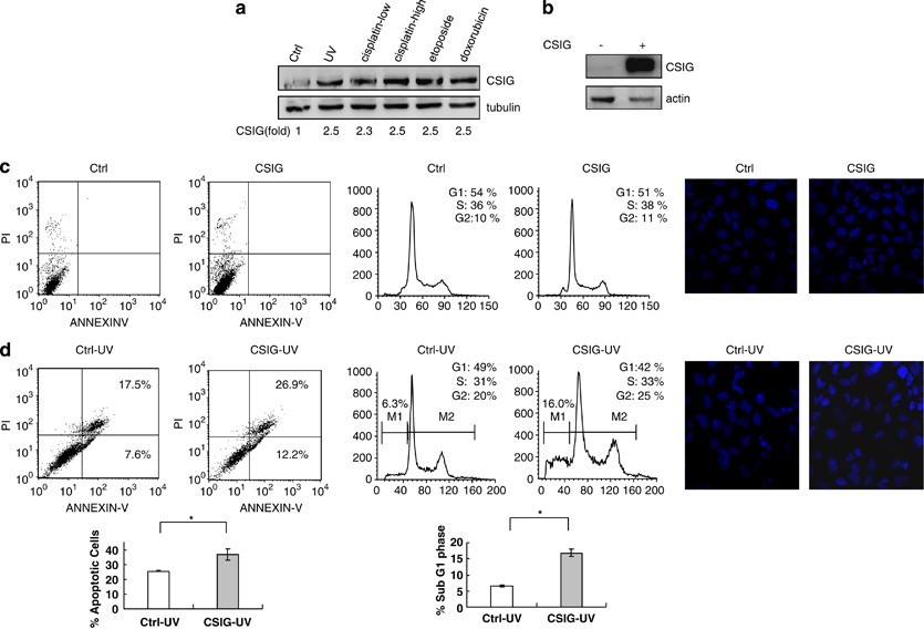 Nucleolar protein CSIG is required for p33ING1 function in UV-induced  apoptosis | Cell Death & Disease
